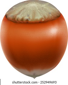 Vector illustration of a realistic hazelnut isolated on white