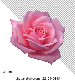 Vector illustration realistic, highly detailed flower of pink rose isolated with transparent background