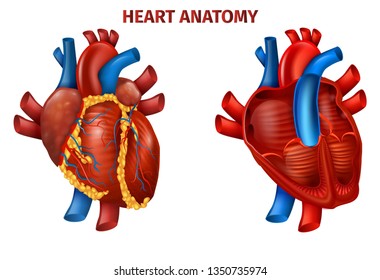 Vector Illustration of Realistic Human Heart Anatomy. Medical Poster Cardiovascular Organ Outside, in Section. Vector Flat Design Cartoon of Circulatory Vascular System Template. Healthy Body Concept