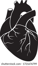 Vector illustration of a realistic human heart