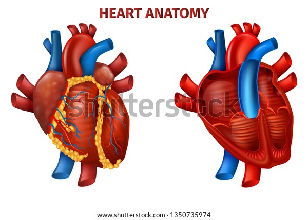 Vector Illustration Of Realistic Human Heart Anatomy Medical Poster