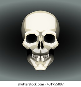 vector illustration with realistic human skull