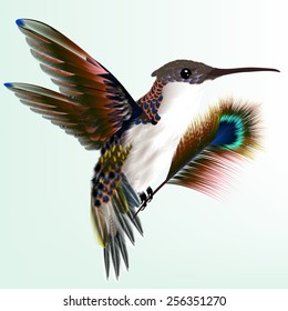 Vector illustration with realistic humming bird for design