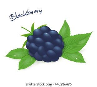 vector illustration of realistic isolated ripe blackberry with leaves.