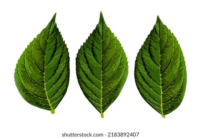Vector illustration of realistic leaves