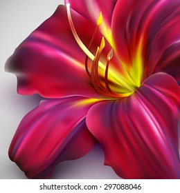 vector illustration of realistic lily flower
