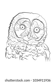 Vector illustration of realistic owl face.