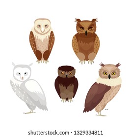 Vector illustration of realistic owls set. Collection of owls in realistic style, vector collection isolated on white background.