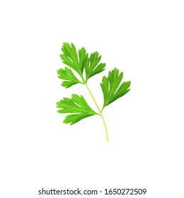 Vector illustration of realistic parsley on white background.