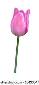 Vector illustration, realistic pink tulip flower on green stem isolated on white background using mesh gradient