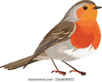 Vector illustration of a realistic robin bird seen from the side on white background