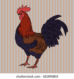 Vector illustration of realistic rooster on striped background, isolated