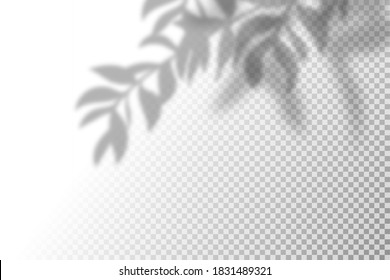 Vector illustration of realistic shadow overlay effect. Blurred transparent soft light shadow of tree branches, leaves and foliage. Contemporary mockup background for product presentation