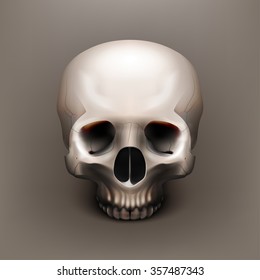 Vector illustration realistic skull. Human anatomy. EPS 10