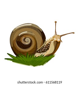 Vector illustration of realistic snail on the grass. Isolated on transparent background. Beautiful snail clip-art for your design.