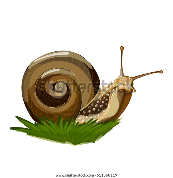 Vector Illustration Realistic Snail On Grass のベクター画像素材 ロイヤリティフリー