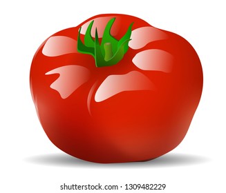 Vector illustration of a realistic style set of red fresh tomatoes with green stems isolated on white , side view. Print, template, design element for packaging or banner and promotion poster - Vector