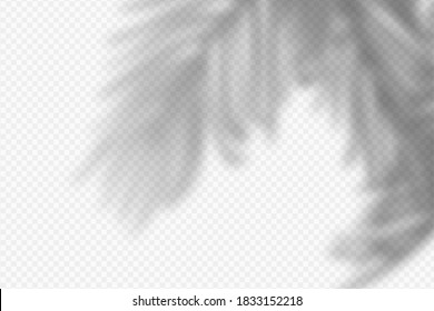 Vector illustration of realistic tropical shadow overlay effect. Blurred transparent soft light shadow of palm leaves. Contemporary mockup background for product presentation