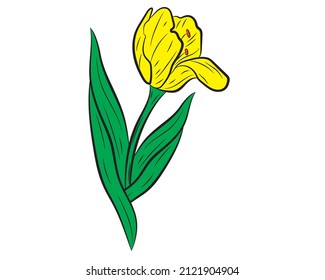 Vector illustration of a realistic tulip. Vector illustration