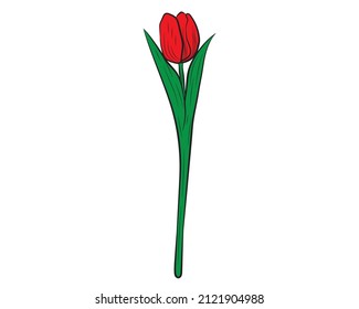 Vector illustration of a realistic tulip. Vector illustration