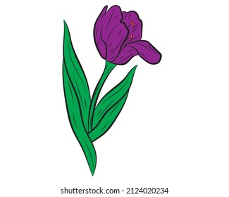 Vector illustration of a realistic tulip. Vector illustration