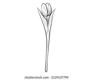 Ilustración vectorial de un tulipán realista. Ilustración del vector