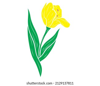 Vector illustration of a realistic tulip. Vector illustration