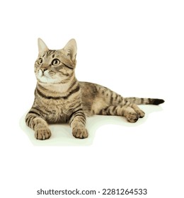 
vector illustration. realistic watercolor drawing of a cat. pet, animal lies or sits. art.