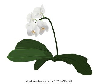 Vector illustration of realistic white orchid branch