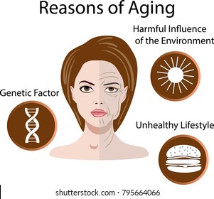 Vector Illustration Reasons Aging Isolated Stock Vector (Royalty Free ...