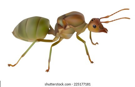 Vector illustration red ant queen