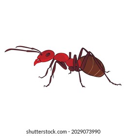 Ilustración vectorial de hormiga roja. El insecto salvaje aislado.