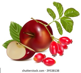 Vector illustration.  Red apples and dog rose hips.