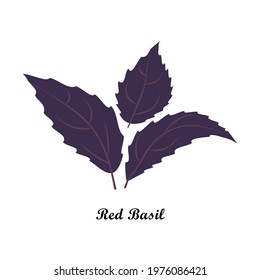 Vector illustration of red basil leaves with title text isolated on white background.
