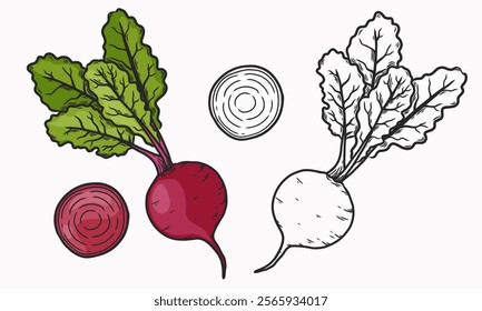 Vector illustration of red beetroot.  Whole and cut beets. Line drawing and coloring. Vegetable. Flat illustration