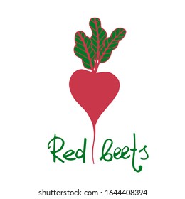 Vector illustration of red beets. Hand drawn.Lettering.