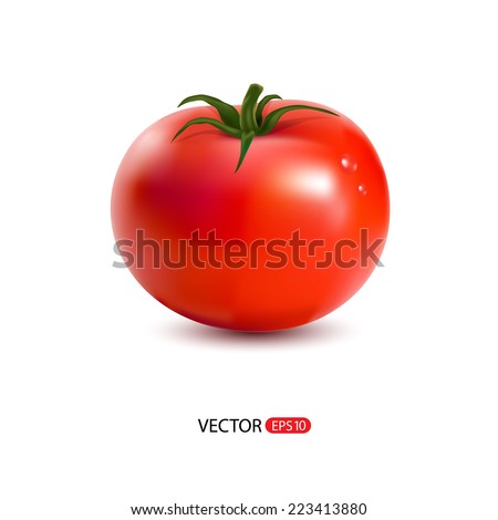 Vector illustration of red  big fresh tomato isolated on white background.