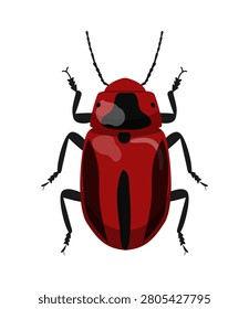Vector illustration of a red and black leaf beetle. Chrysomelidae insect isolated on white background.