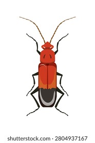 Vector illustration of a red and black soldier beetle insect isolated on white background.