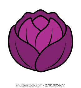 vector illustration of a red cabbage