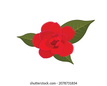 Vector illustration of red camelia flower, camelia japonica, pink romantic flower with green leave