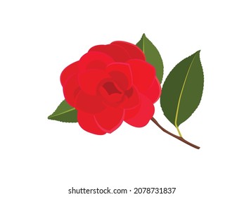 Vector illustration of red camelia flower, camelia japonica, pink romantic flower with green leave