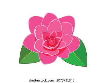 Vector illustration of red camelia flower, camelia japonica, pink romantic flower with green leave