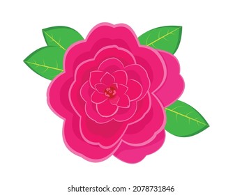 Vector illustration of red camelia flower, camelia japonica, pink romantic flower with green leave