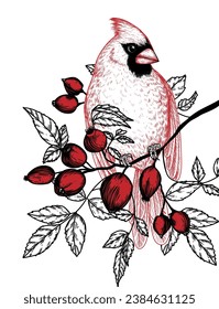 Vector illustration of a red cardinal bird on an autumn rosehip branch in engraving style