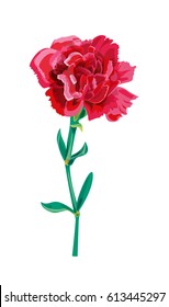 Vector illustration with red carnation schabaud flower single, green stem, leaves on white background for Mother's Day, victory day, digital draw, vintage