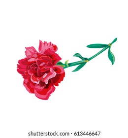 Vector illustration with red carnation schabaud, lying single flower, green stem, leaves on white background for Mother's Day, victory day, digital draw, vintage