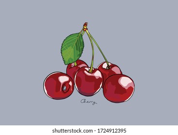 Vector Illustration of Red Cherry, fresh cherries with leaves