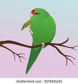 A vector illustration of a Red crowned parakeet.  The bird is  green and has a red forehead. She is sitting on a branch and holds a leaf with one leg that is being nibbled on.