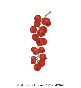 Vector illustration with red currant berries. Bright shrub fruits in watercolor style for the design of tea, juice, jam, wine, lemonade, sweets and eco - products. Isolated on a white background.